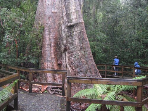 Ada Tree Rainforest Walk
