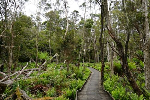 Lilly Pilly Gully Nature Walk